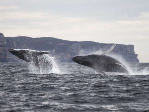 2 Humpback Whales Breaching - Dolphin Watch Cruises