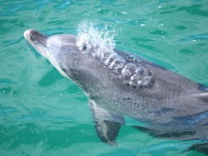 Bottlenose Dolphin Spout - Dolphin Watch Cruises
