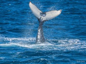 Familiar Fluke Jervis Bay - Dolphin Watch Cruises