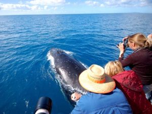 Humback Whale Cruise - Dolphin Watch Cruises