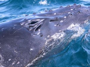 Humpback Whale Blowhole - Dolphin Watch Cruises