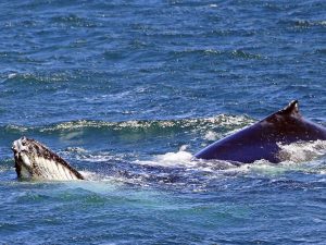 Humpback Whale Feeding - Dolphin Watch Cruises