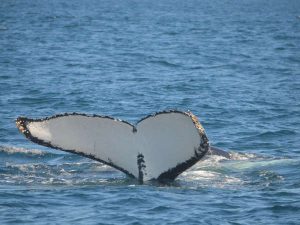 Humpback Whale Tail Diving - Dolphin Watch Cruises