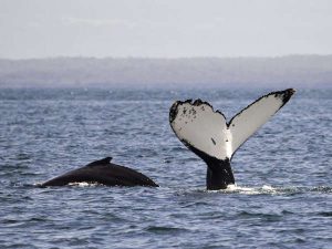 Humpback Whale Tail - Dolin Watch Cruises