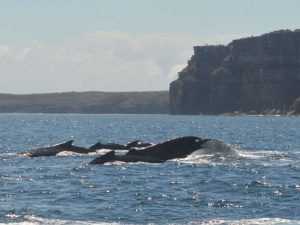 Humpback Whales and Point Perpendicular - Dolphin Watch Cruises