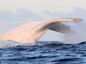 Migaloo White Humpback Whale - Dolphin Watch Cruises