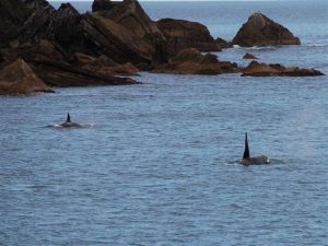 Two Orcas - Dolphin Watch Cruises
