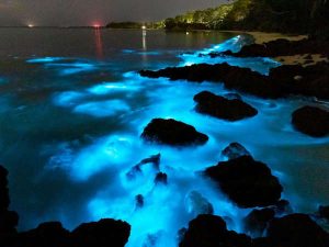 Bioluminescence - Jervis Bay - Dolphin Watch Cruises