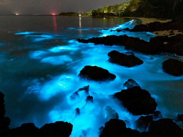 Bioluminescent beauties: Australian creatures that glow