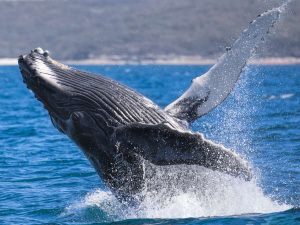 Black Betty 02 - Jervis Bay - Dolphin Watch Cruises