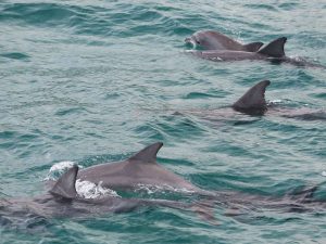 Bottlenose Dolphin Pod - Jervis Bay - Dolphin Watch Cruises