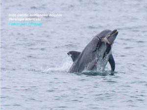 Dolphin and Octopus - Marine Mammal Research