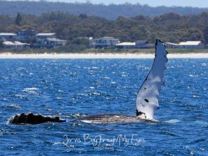 Humpback Pec Slap - Jervis Bay - Dolphin Watch Cruises