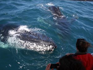 Whales up Close - Jervis Bay - Dolphin Watch Cruises